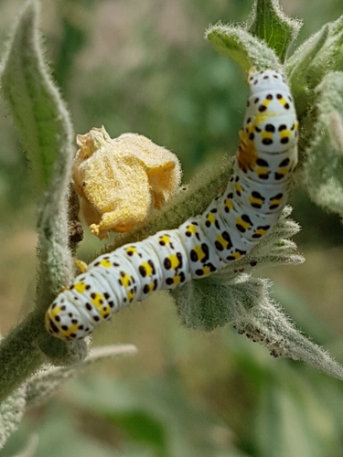 Mullein Moth