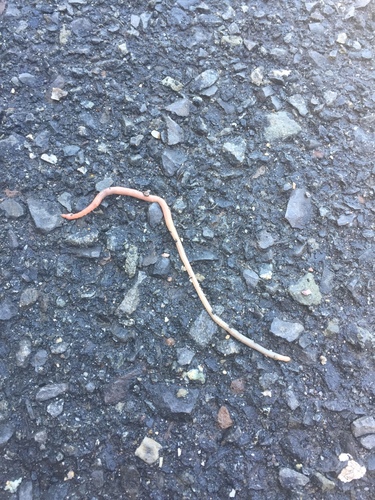 photo of Earthworms And Allies (Oligochaeta)