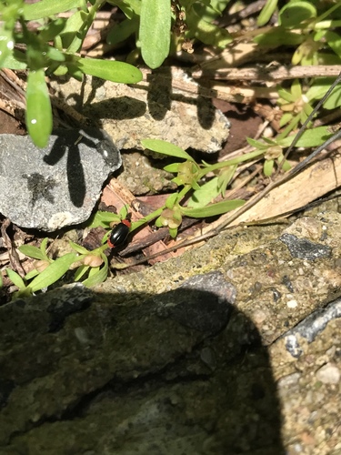 photo of Flea Beetles (Alticini)