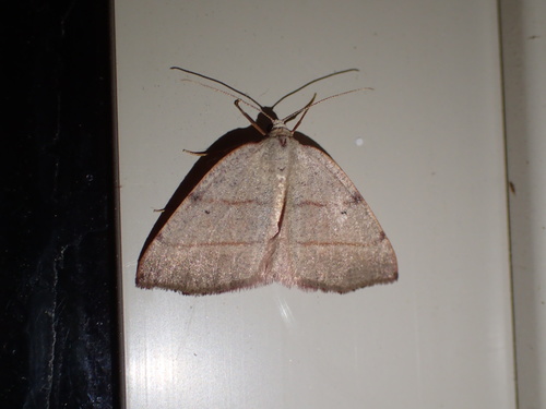 iNaturalist observation photo of Drepanulatrix bifilata
