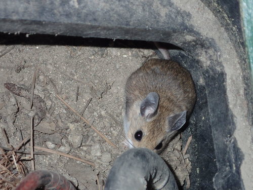 iNaturalist observation photo of Gambel's Deer Mouse