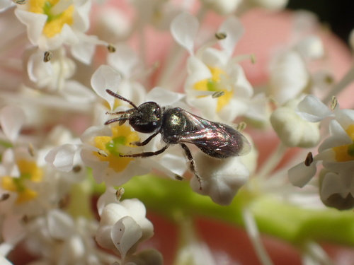 iNaturalist observation photo of Metallic Sweat Bees