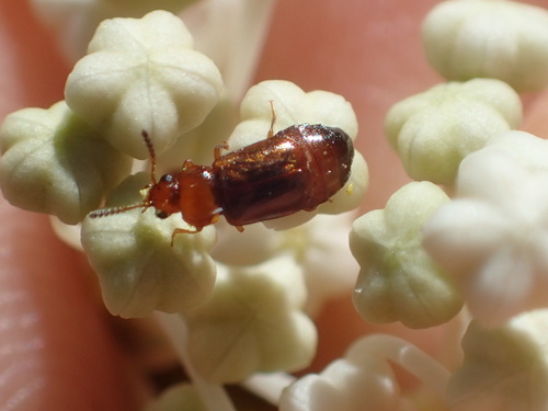 iNaturalist observation photo of Eusphalerum