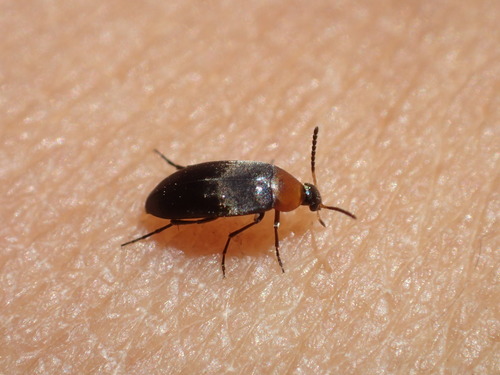 iNaturalist observation photo of Anaspis