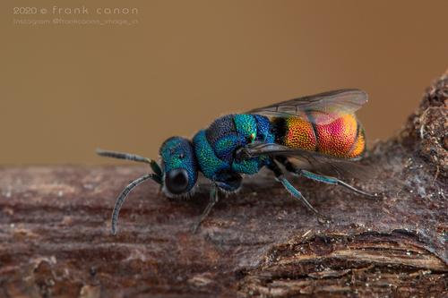 Chrysis mixta · iNaturalist