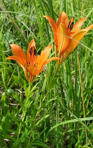 Wood Lily