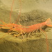 Argentine Red Shrimp - Photo (c) Mariano Rodriguez, all rights reserved, uploaded by Mariano Rodriguez