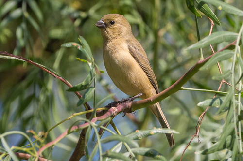 Cinnamon-rumped Seedeater