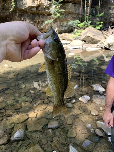 Neosho Bass