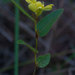 Eriosema simplicifolium - Photo (c) Juan Manuel Cardona Granda, כל הזכויות שמורות, הועלה על ידי Juan Manuel Cardona Granda