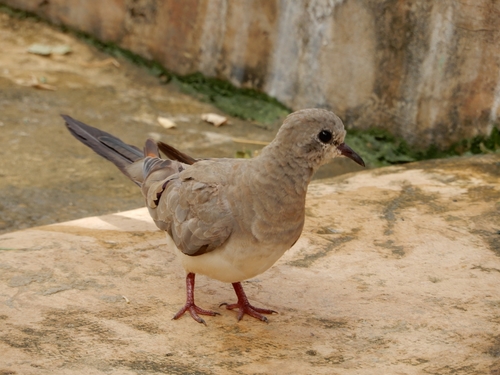 Namaqua Dove