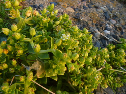 Sea Sandwort