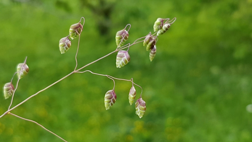 Quaking grass