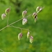 Quaking-Grass - Photo (c) Fero Bednar, all rights reserved, uploaded by Fero Bednar