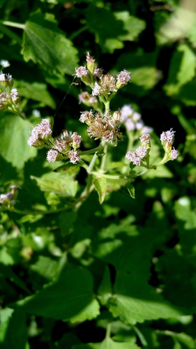 Purple-malva (Fleischmannia pratensis)
