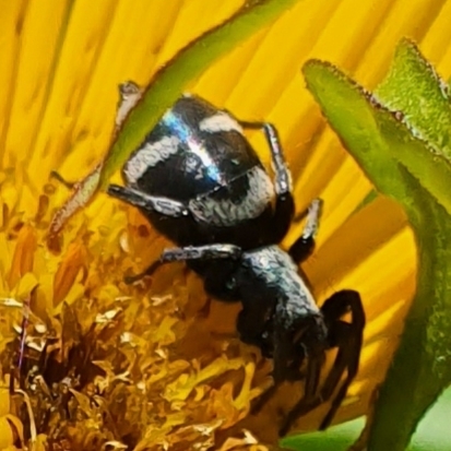Aphantaulax