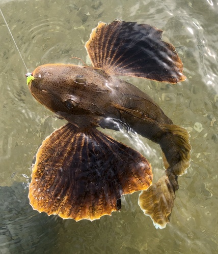 Striped Searobin