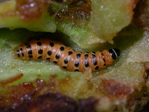 Cactus Moth