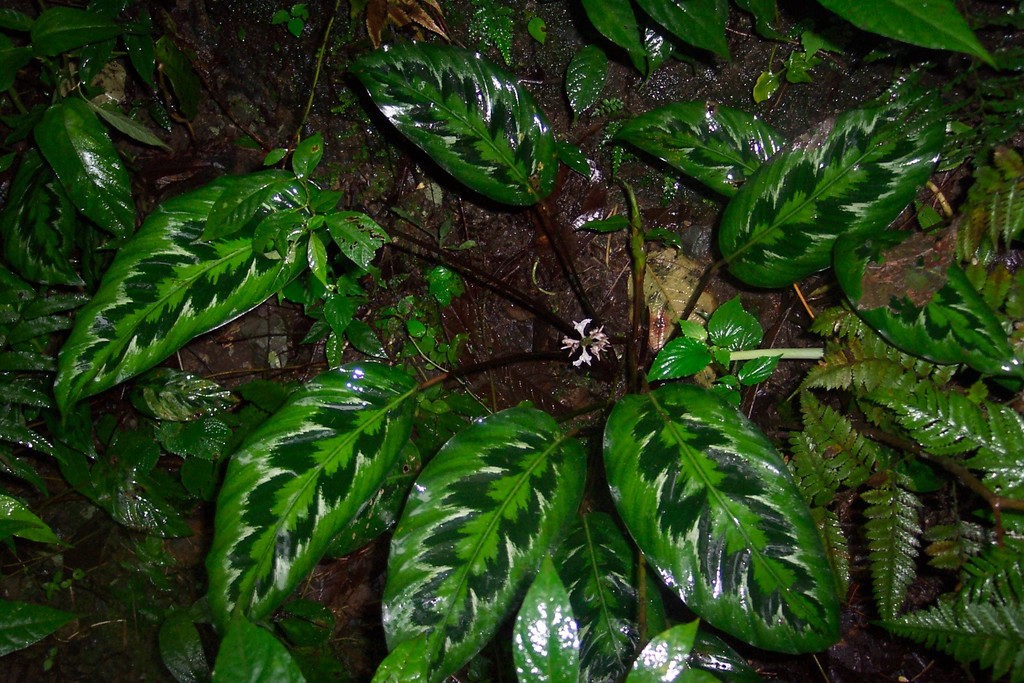 Calathea veitchiana  iNaturalist