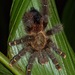 Yellow-banded Pinktoe Tarantula - Photo (c) Eric Heisey, all rights reserved, uploaded by Eric Heisey