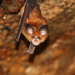 Mehely's Horseshoe Bat - Photo (c) Carlos N. G. Bocos, all rights reserved, uploaded by Carlos N. G. Bocos