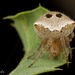 Araneus bispinosus - Photo (c) Alice Abela，保留所有權利