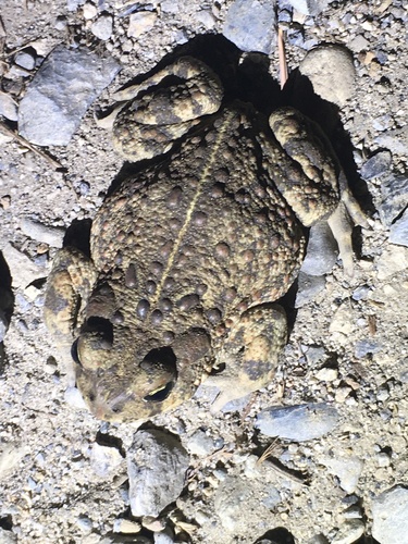 iNaturalist observation photo of California Toad
