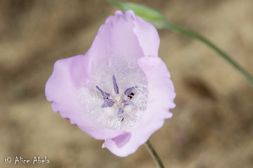Splendid Mariposa Lily