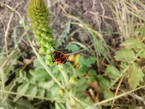 European Firebug