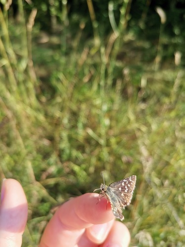 Grizzled Skipper