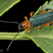 Callimus cyanipennis - Photo (c) Alice Abela, all rights reserved