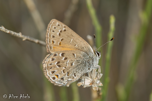 Behr's Hairstreak