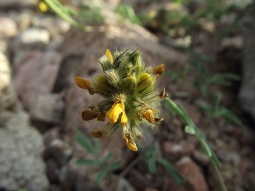Fort Bowie prairie clover (Dalea brachystachya)