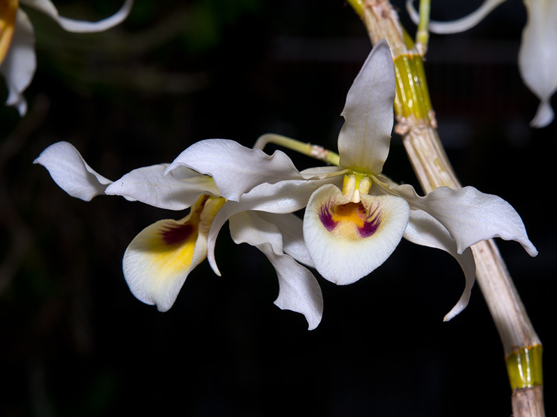 Dendrobium signatum (Dendrobium signatum)