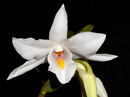 Dendrobium spectatissimum