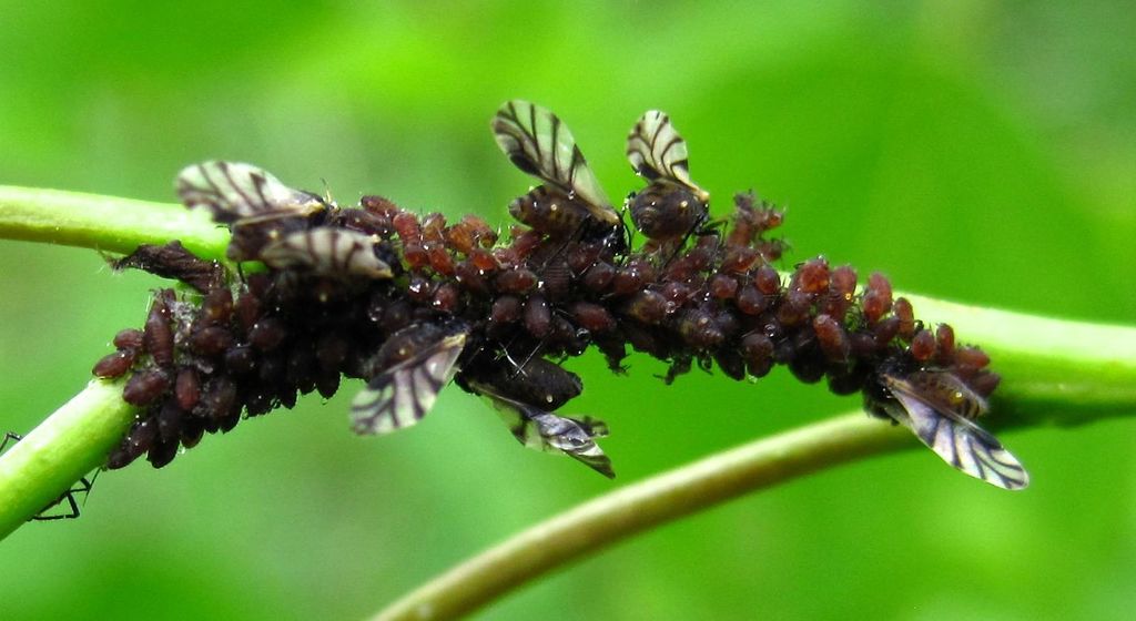 Poplar aphid