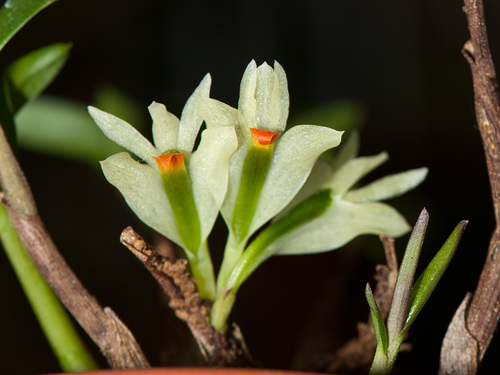 Dendrobium sulphureum