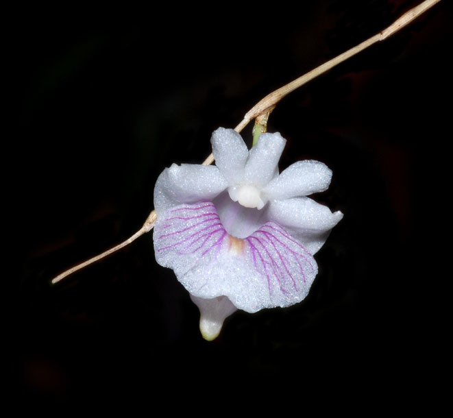 Dendrobium tenellum (Dendrobium tenellum)