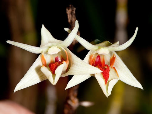 Dendrobium toppiorum