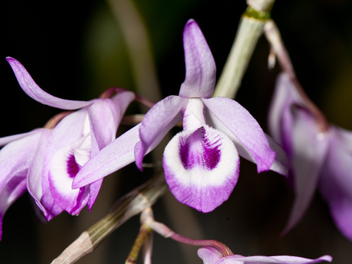 Transparens Orchid