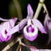 Dendrobium transparens - Photo (c) Eerika Schulz, todos os direitos reservados