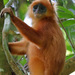 Maroon Leaf Monkey - Photo (c) Andrew Blayney, all rights reserved, uploaded by Andrew Blayney