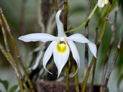 Dendrobium wilsonii