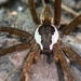 Dolomedes raptor - Photo (c) creek, all rights reserved, uploaded by creek