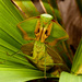 Tropical Shield Mantis - Photo (c) Eerika Schulz, all rights reserved