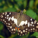 Northern Lime Swallowtail - Photo (c) Rajib Maulick, all rights reserved, uploaded by Rajib Maulick
