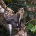 Campbell's Monkey - Photo (c) Ben Schweinhart, all rights reserved, uploaded by Ben Schweinhart