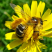 Common Pantaloon Bee - Photo (c) Miranda Engelshoven, all rights reserved, uploaded by Miranda Engelshoven