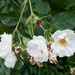 Rosa × alba - Photo (c) Tig, όλα τα δικαιώματα διατηρούνται, uploaded by Tig