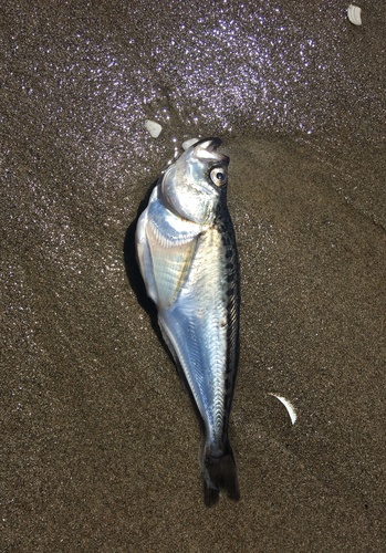 Pacific Sandfish